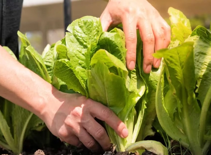 how to tell when lettuce is ready