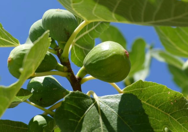 fig tree care