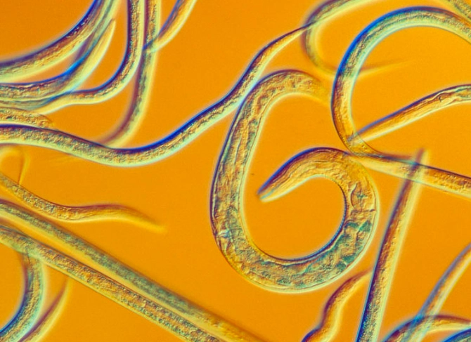 nematodes and worms differences