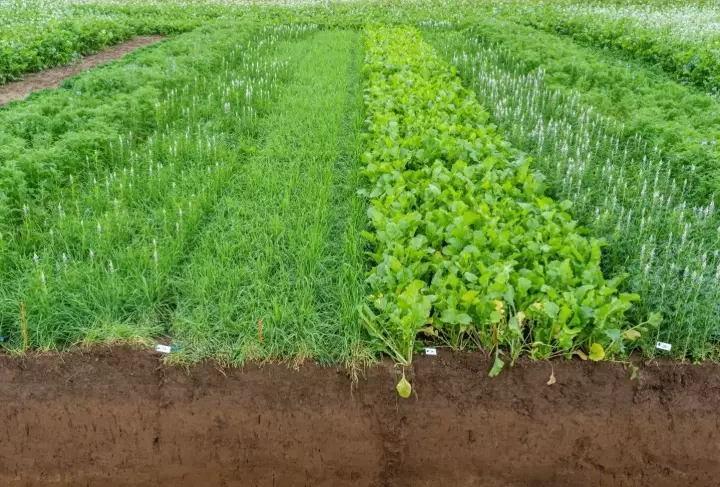 cover crops benefits