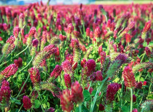 cover crops benefits