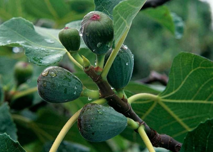 fig tree care