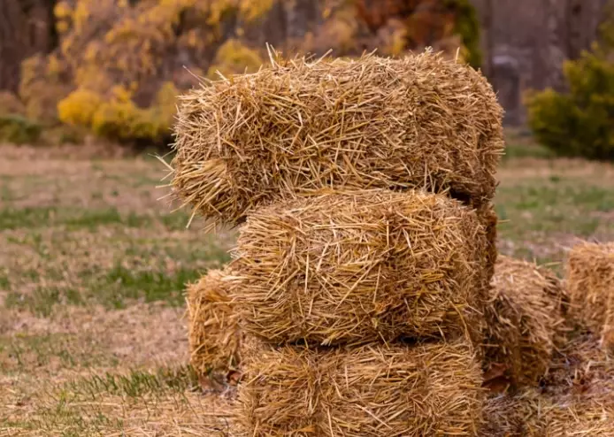 hay bale gardening