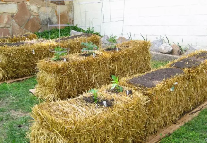 hay bale gardening