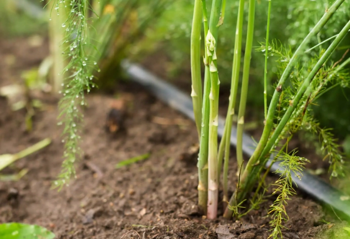 asparagus plant