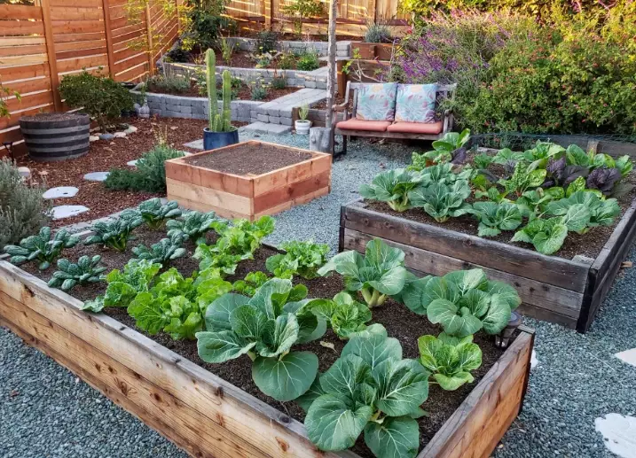 raised garden beds