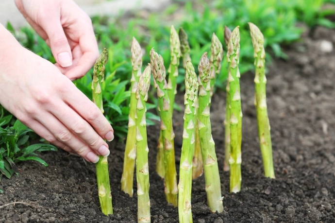 asparagus varieties asparagus varieties