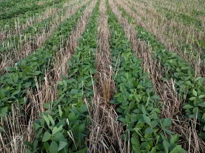 best cover crops