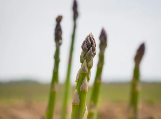 asparagus plant care asparagus plant care