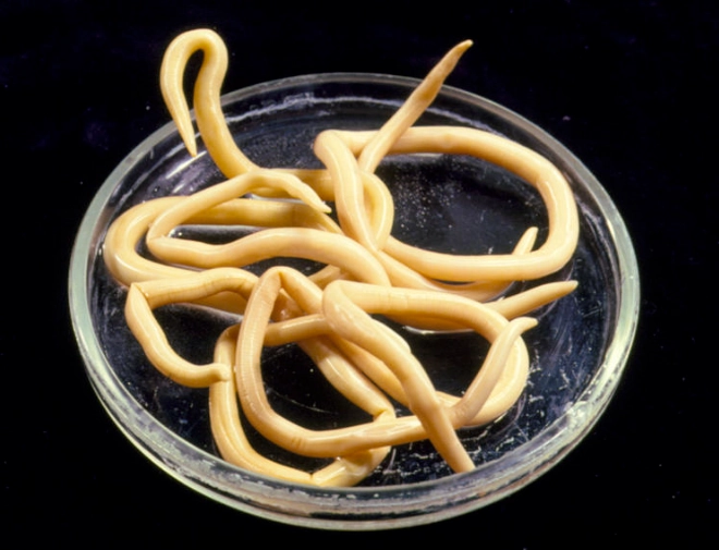 parasitic worms in humans