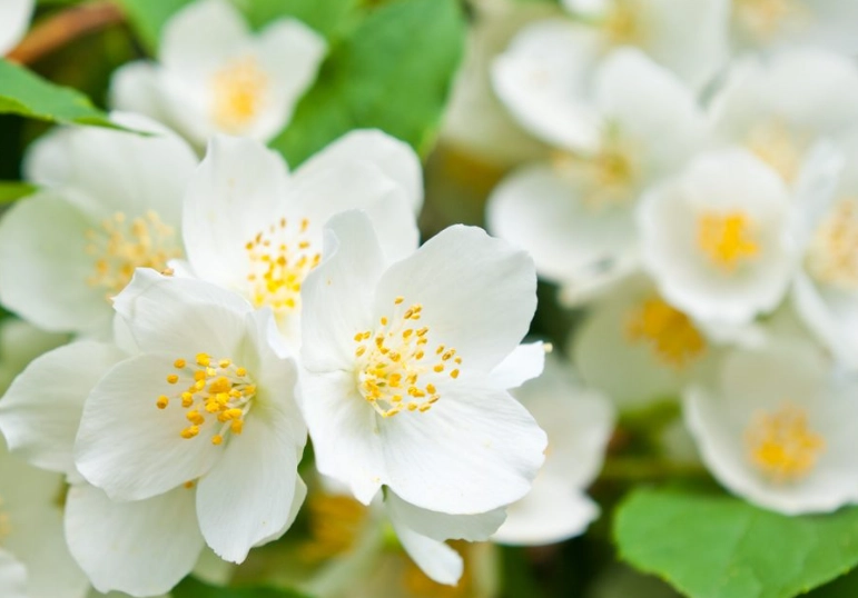 benefits of aromatic plants benefits of aromatic plants