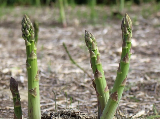 how to plant asparagus crowns