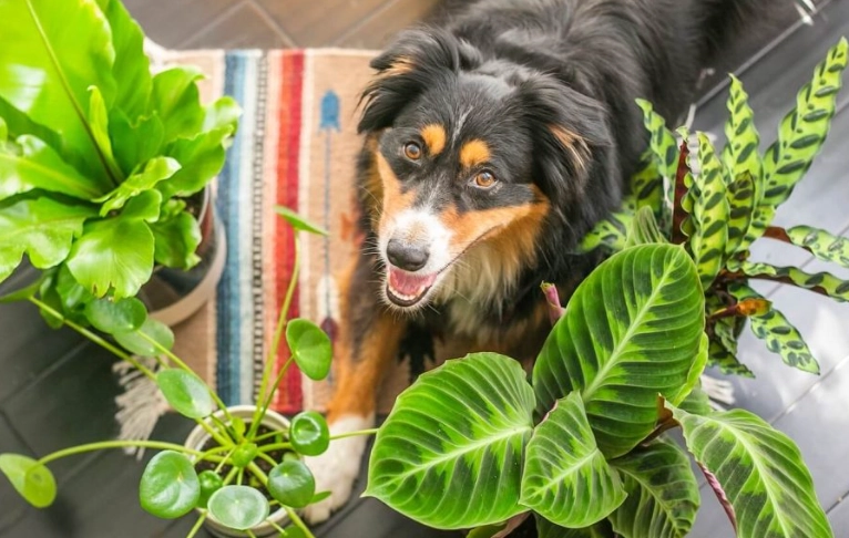 safe houseplants for cats and dogs