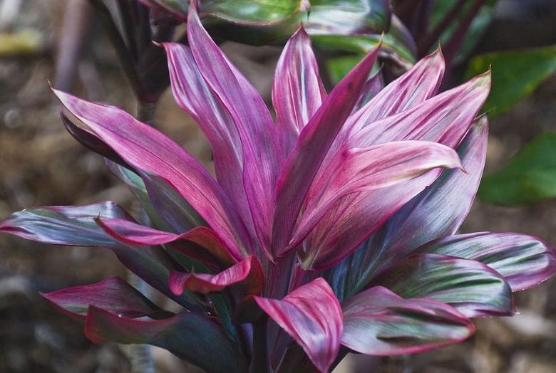 indoor ornamental plants indoor ornamental plants