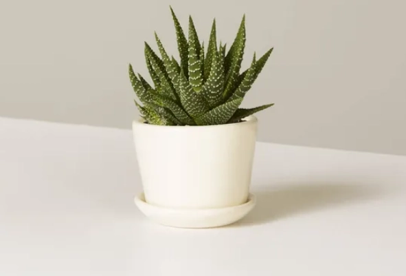 pet and child friendly plants