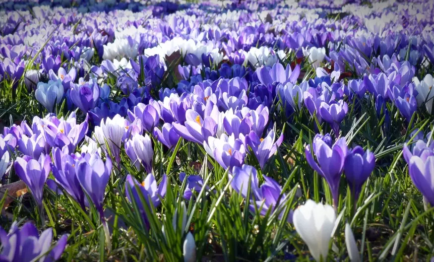 indoor ornamental plants indoor ornamental plants