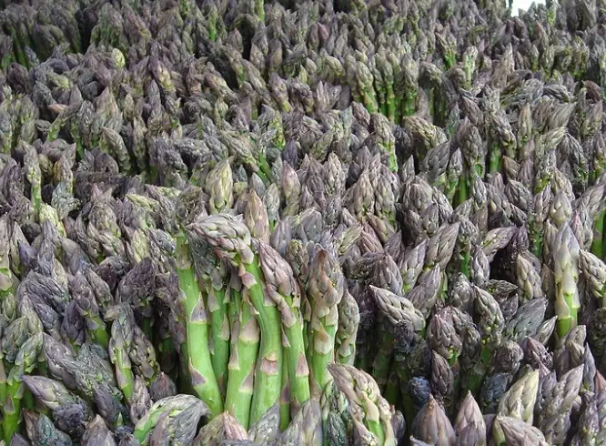 asparagus crown varieties
