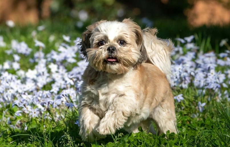 safe houseplants for cats and dogs