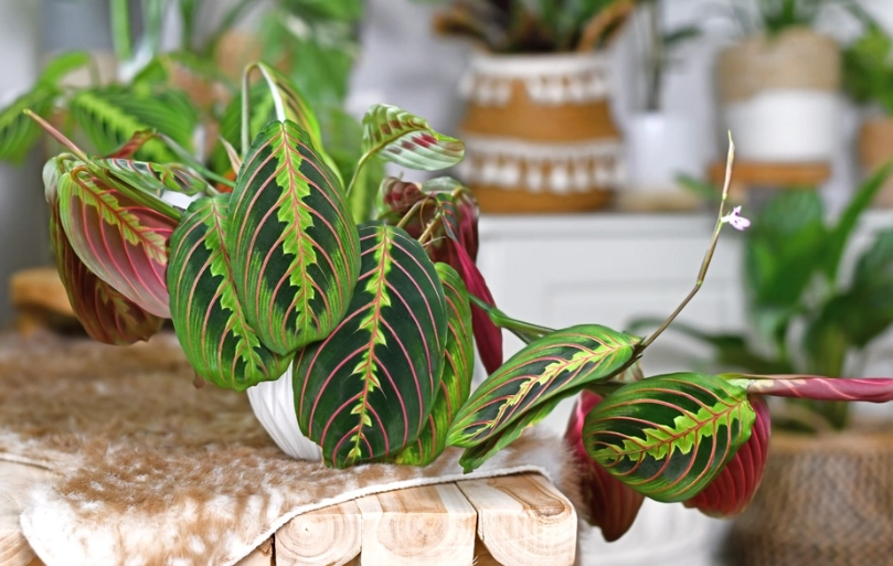 non toxic plants for pets