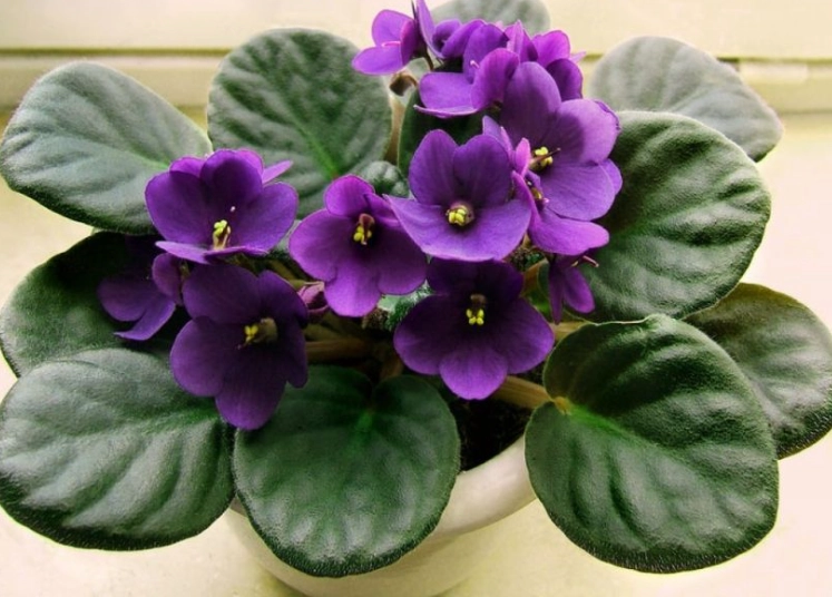 non toxic plants for kids