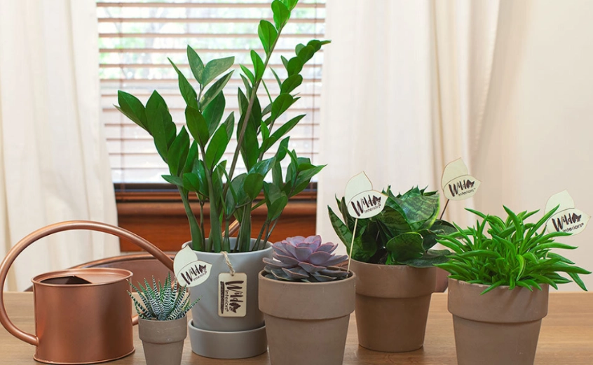 child safe indoor plants