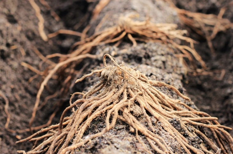 asparagus crowns for sale