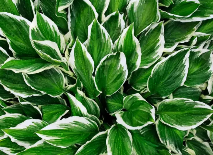 low maintenance ornamental plants low maintenance ornamental plants