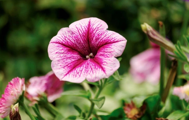 low maintenance ornamental plants low maintenance ornamental plants