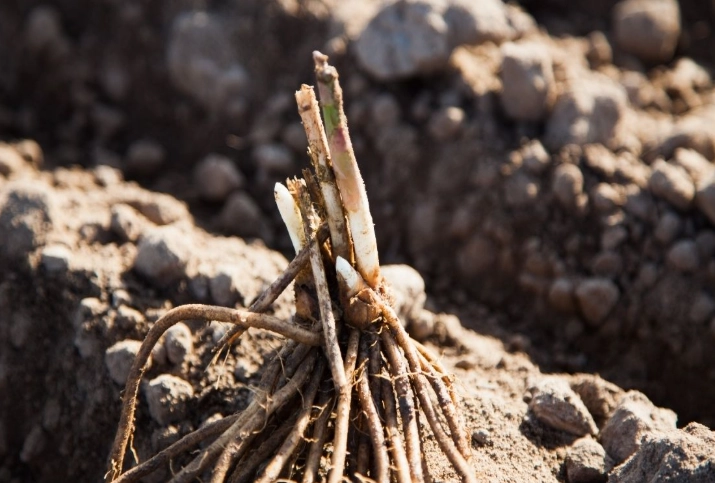 asparagus crowns for sale