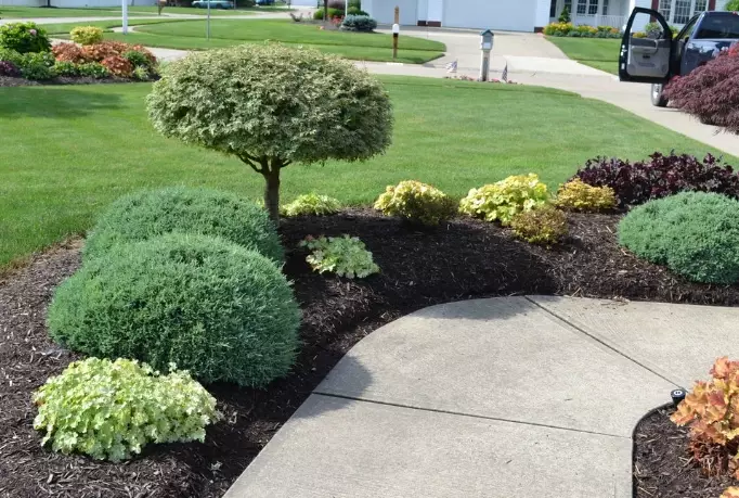landscaping plants for front yard