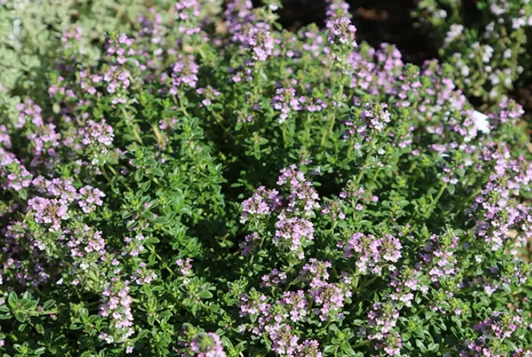 benefits of aromatic plants benefits of aromatic plants