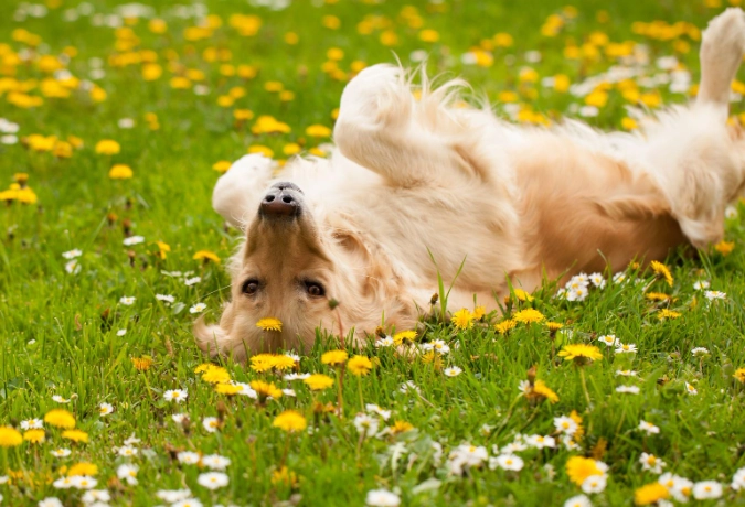 safe houseplants for cats and dogs