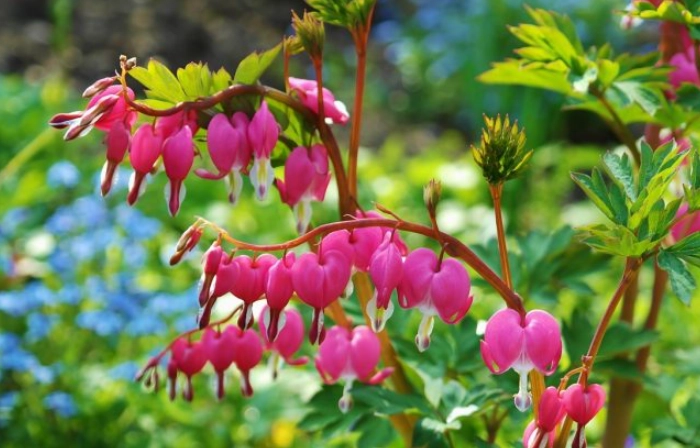 indoor ornamental plants indoor ornamental plants