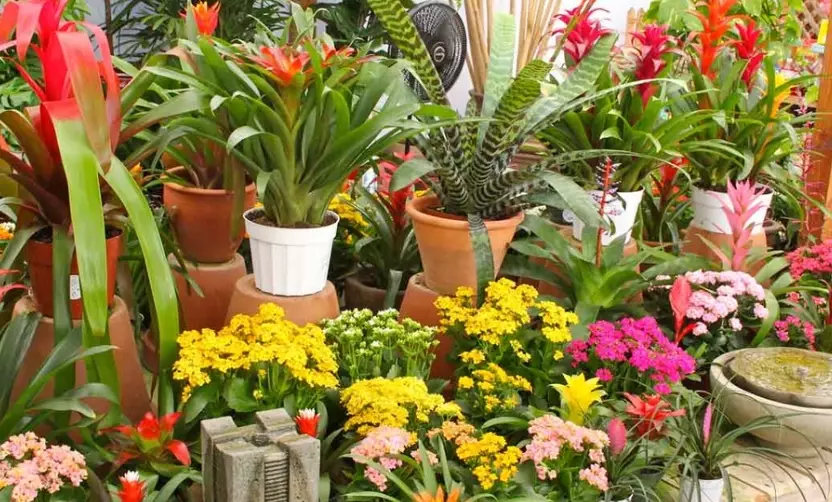 indoor ornamental plants indoor ornamental plants