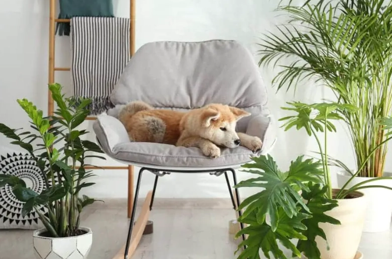 non toxic plants for pets