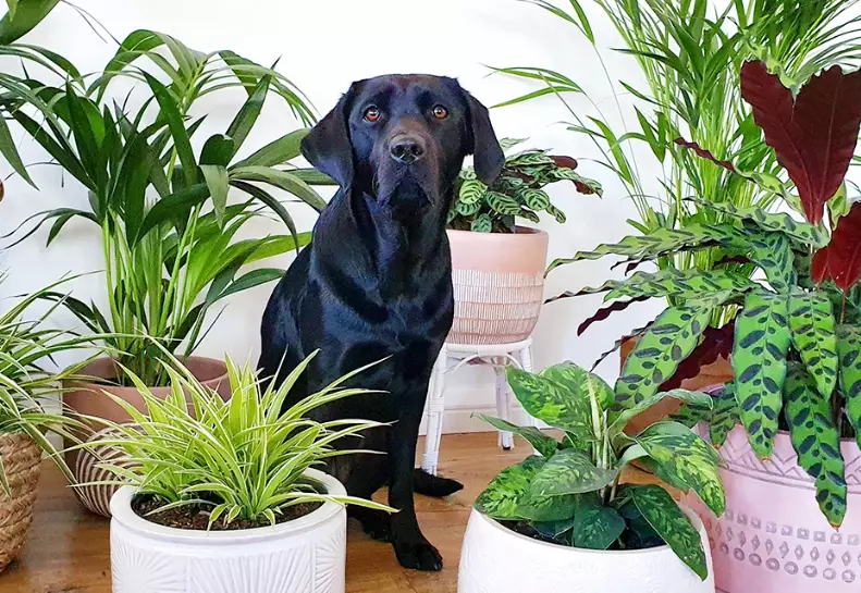 non toxic plants for pets