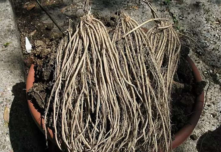 asparagus crown varieties