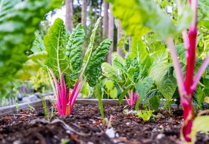 best vegetables for raised beds