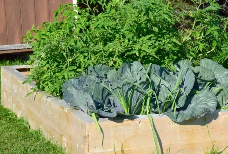 cons of raised garden beds cons of raised garden beds