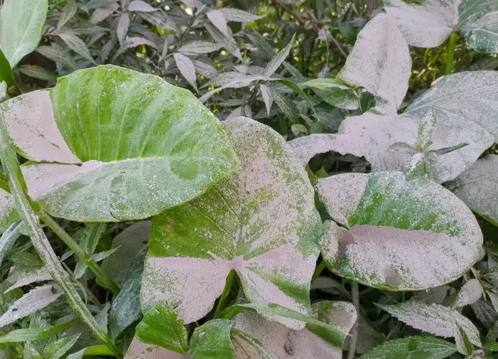 garden design proportion