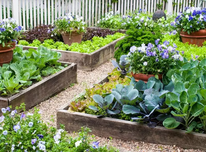 raised bed vegetables
