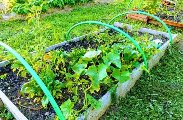 raised bed vegetables