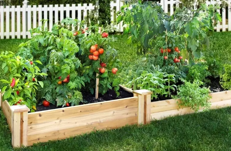 best vegetables for raised beds