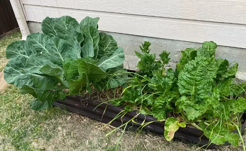 disadvantages of raised garden beds disadvantages of raised garden beds