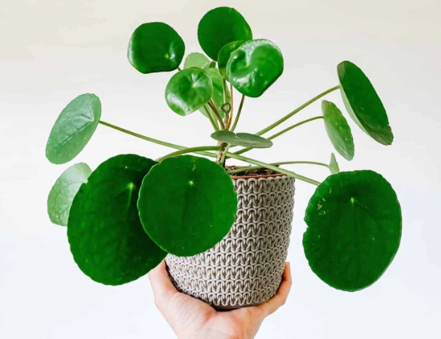 low light plants low light plants