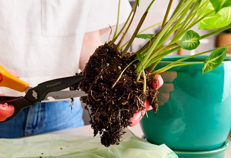 how to repot a plant