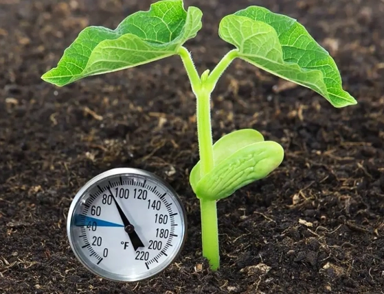 optimal temperature for plants