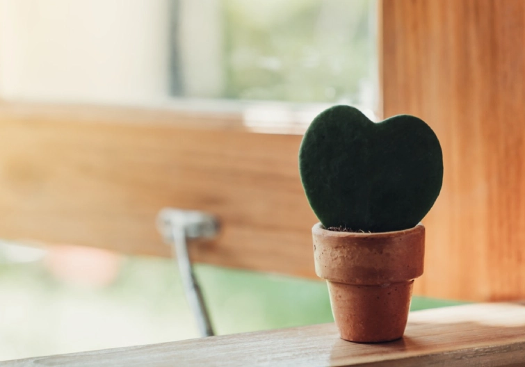 low light plants low light plants