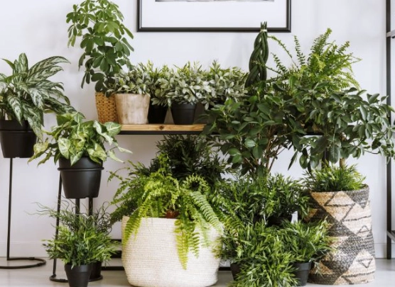 ideal humidity for houseplants