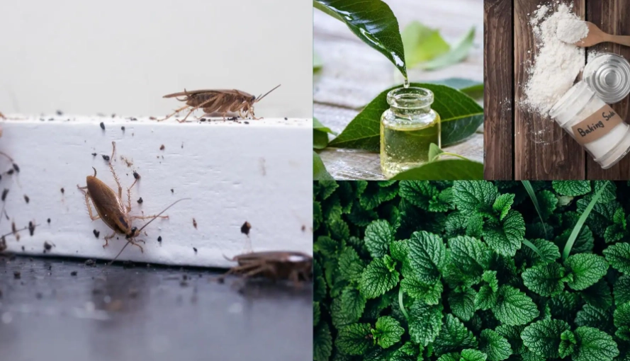 natural pest control natural pest control